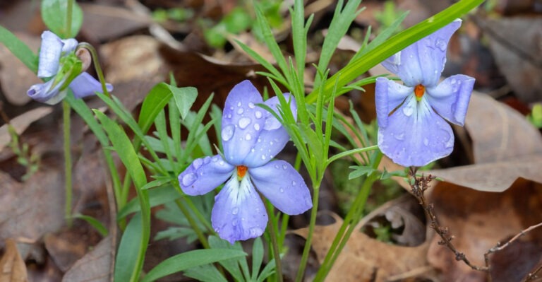 Georgia Native Ground Covers That Replace Pine Straw And Look Better Through Every Season