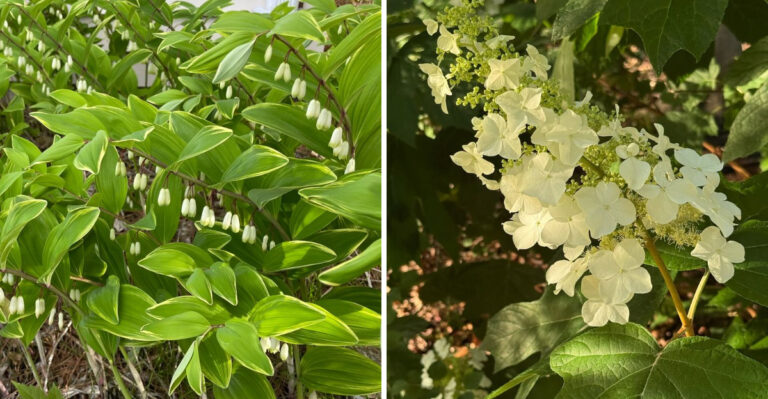 Georgia Native Plants That Actually Thrive Under Large Oak Trees Where Nothing Else Will Grow