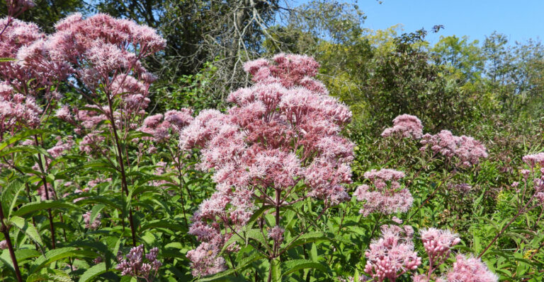plant (featured image)