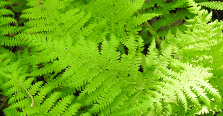 Georgia Native Plants That Slow Runoff On Sloped Yards While Covering Them Completely