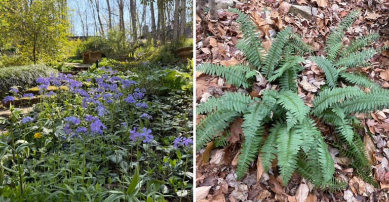 Georgia Plants That Support Fireflies From Spring Through Summer