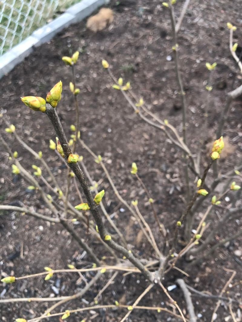 Georgia Shrub Buds Form Months Earlier Than Most Pruning Schedules Respect Georgia Shrub Buds Form Months Earlier Than Most Pruning Schedules Respect