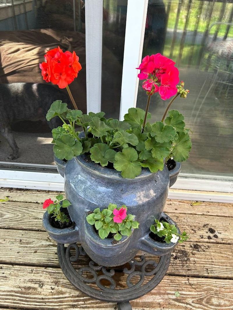 Geraniums