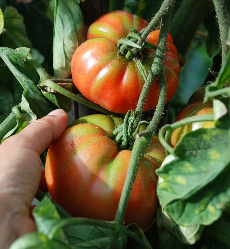 German Johnson Produces Large Pink Beefsteaks