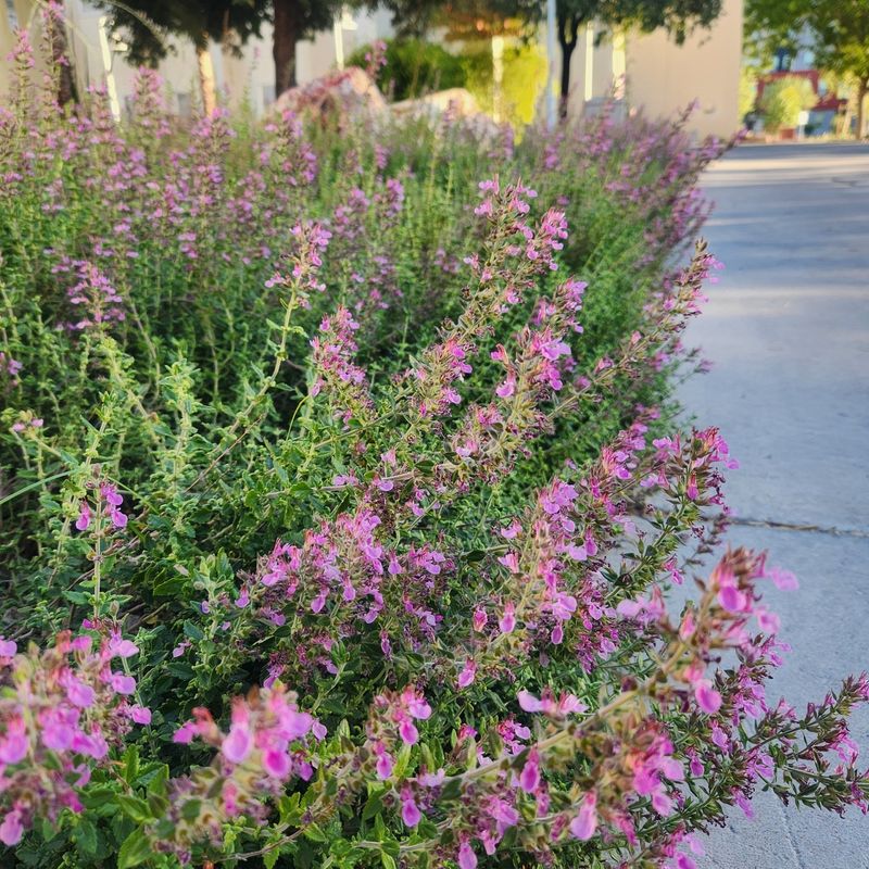 Germander Makes A Low-Water Border Shrub Germander Makes A Low-Water Border Shrub