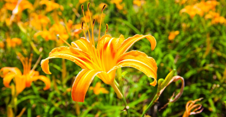 Get A Fuller Daylily Second Flush This Summer In Minnesota With These 10 Proven Steps