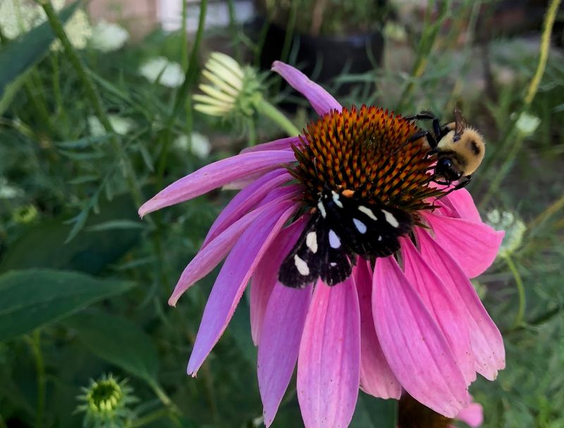 Get Beyond Basic Garden Center Picks