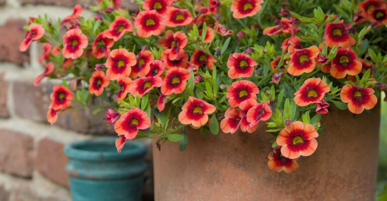 Get More Calibrachoa Blooms By Following 21 Simple Care Tips And Avoiding Common Mistakes