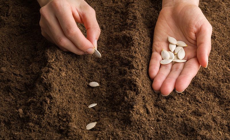 Get Pumpkins And Winter Squash Started Before It Is Too Late