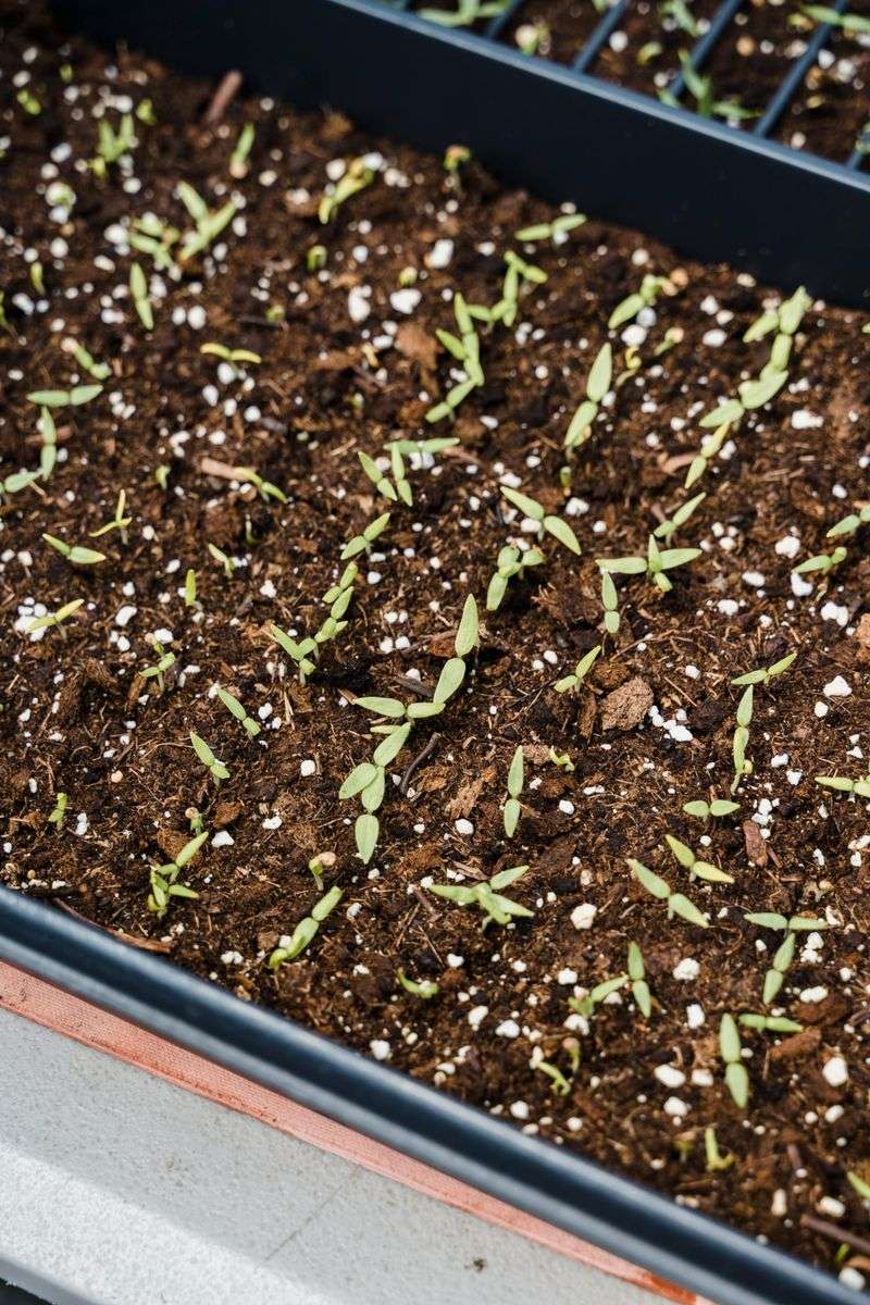Get Seeds In Ground One Week Later In Northern Iowa Get Seeds In Ground One Week Later In Northern Iowa