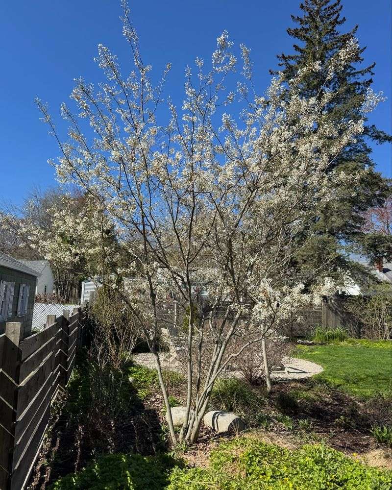Get Spring Flowers Without Planting An Invasive Pear