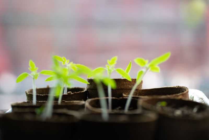 Get Your Seeds Started 6 To 8 Weeks Before The Last Frost