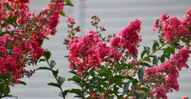 Get Your Virginia Crape Myrtles Ready Before Summer Heat Sets In With These 8 Steps