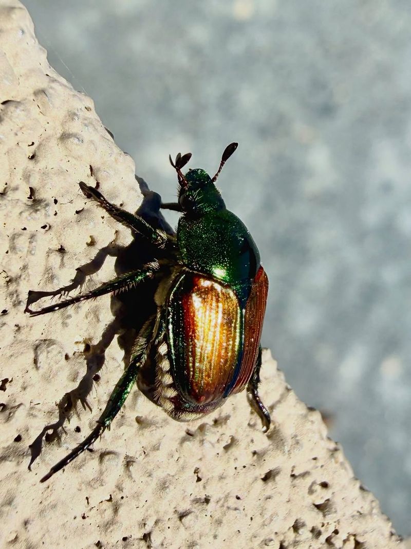 Getting Ahead Of Japanese Beetles Is Easier Than Fighting Them Later Getting Ahead Of Japanese Beetles Is Easier Than Fighting Them Later