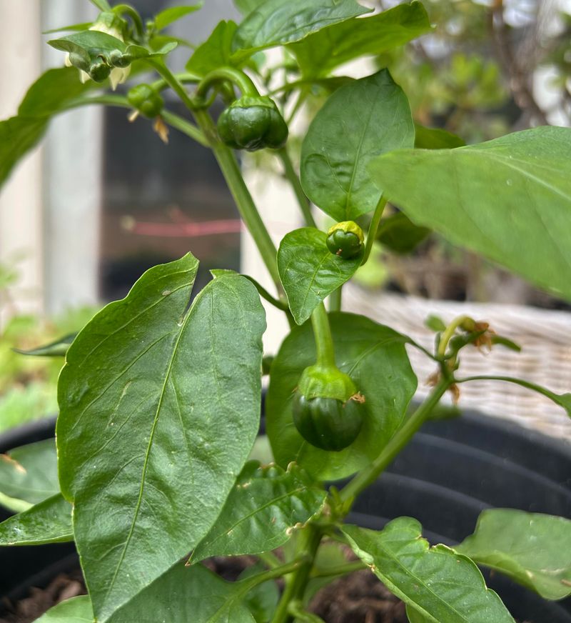 Getting Your Pepper Garden Back On Track After A Cold Snap