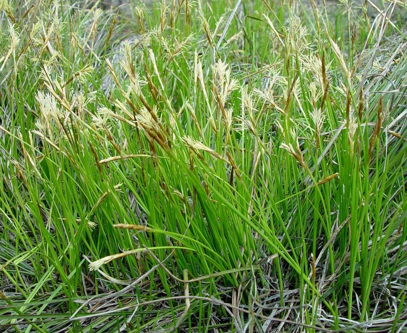 Geyer's Sedge Makes A Dense Evergreen Carpet Geyer's Sedge Makes A Dense Evergreen Carpet