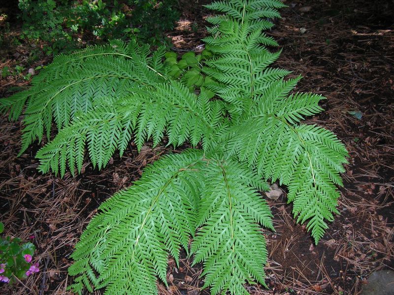 Giant Chain Fern Turns Damp Corners Into A Weed-Shading Mass Giant Chain Fern Turns Damp Corners Into A Weed-Shading Mass