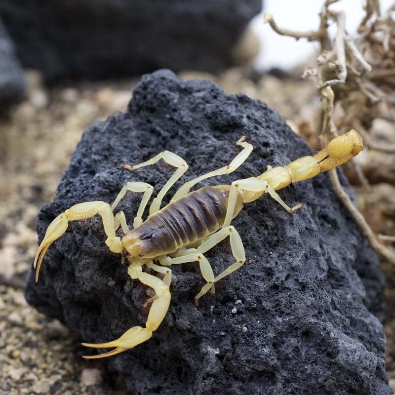 Giant Hairy Scorpion (Hadrurus Arizonensis) Giant Hairy Scorpion (Hadrurus Arizonensis)