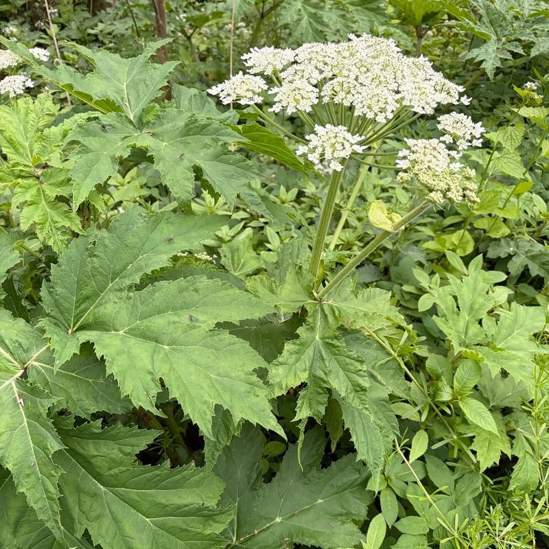 Giant Hogweed