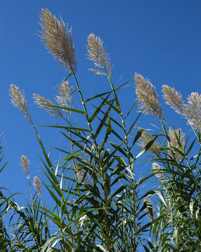 Giant Reed Giant Reed