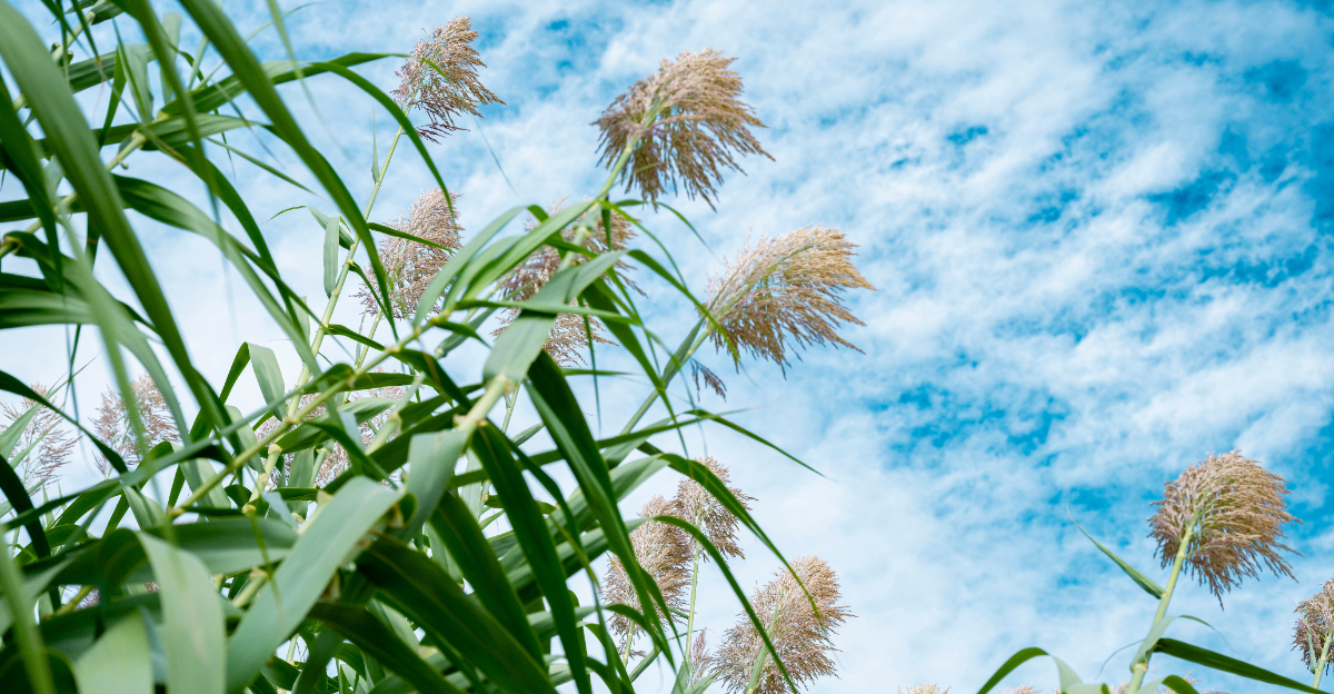 Image Credit: © Ender BAYINDIR / Shutterstock