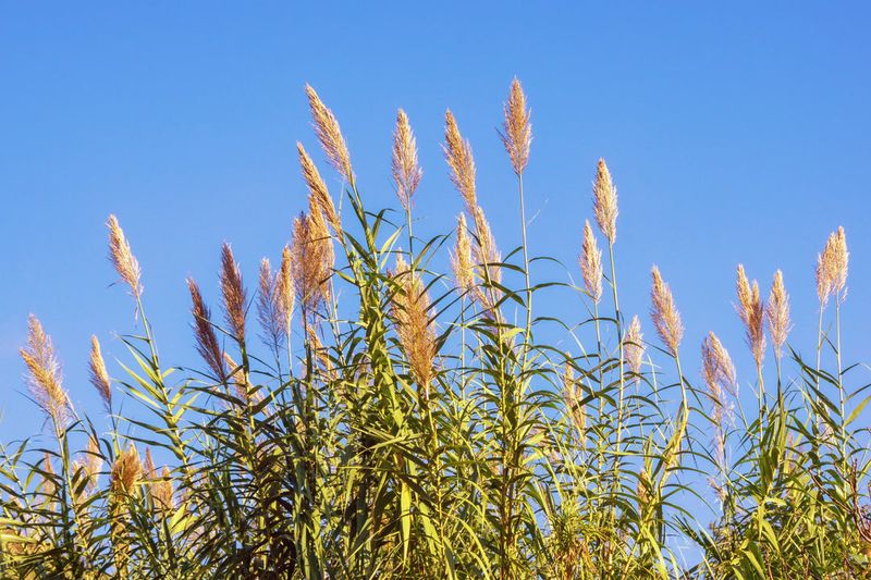 Giant Reed 