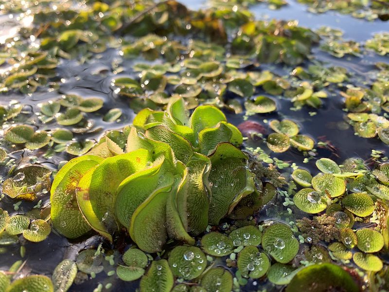 Giant Salvinia