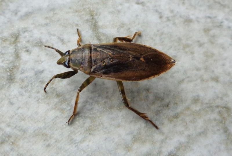 Giant Water Bug (Belostomatidae)