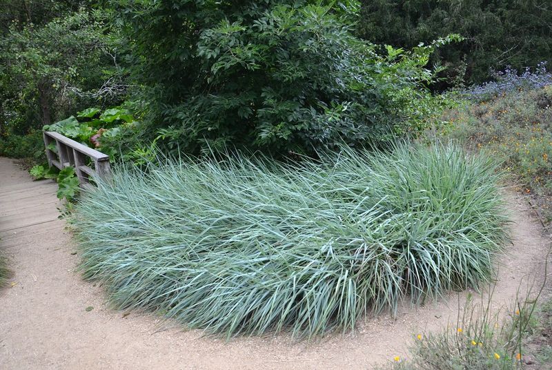 Giant Wildrye Replaces Pampas With Real Structure