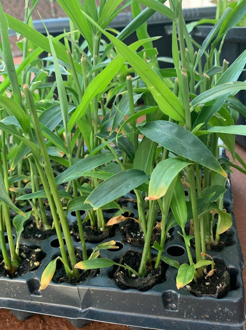 Ginger Brings Edible Shade Growth To Warm Protected Beds Ginger Brings Edible Shade Growth To Warm Protected Beds