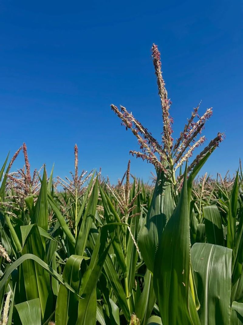 Give A Careful Nitrogen Boost Only If The Plants Need It Give A Careful Nitrogen Boost Only If The Plants Need It