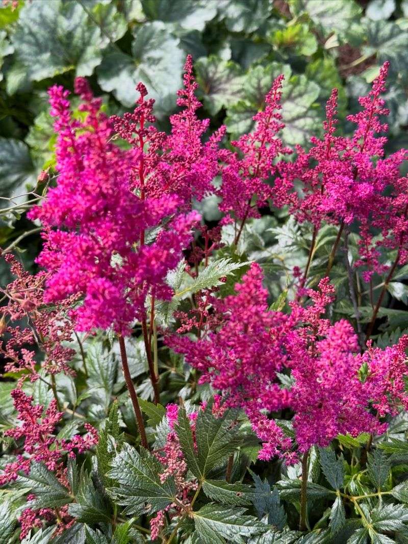 Give Astilbe A Deep Soak And Mulch The Roots