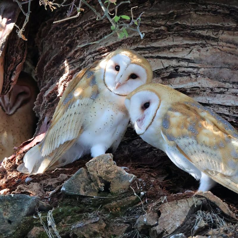 Give Barn Owls Time To Settle In