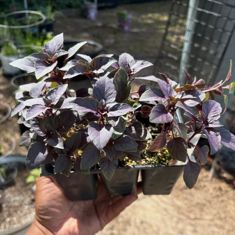 Give Basil Morning Sun And Afternoon Relief
