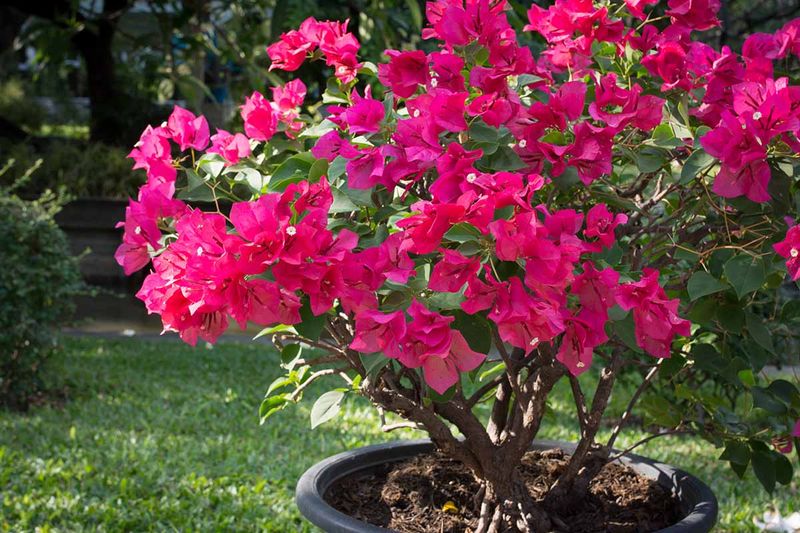 Give Bougainvillea Time To Push New Color Give Bougainvillea Time To Push New Color