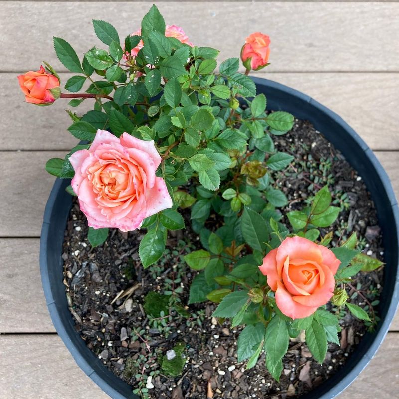 Give Container Roses A Lighter, More Regular Feed