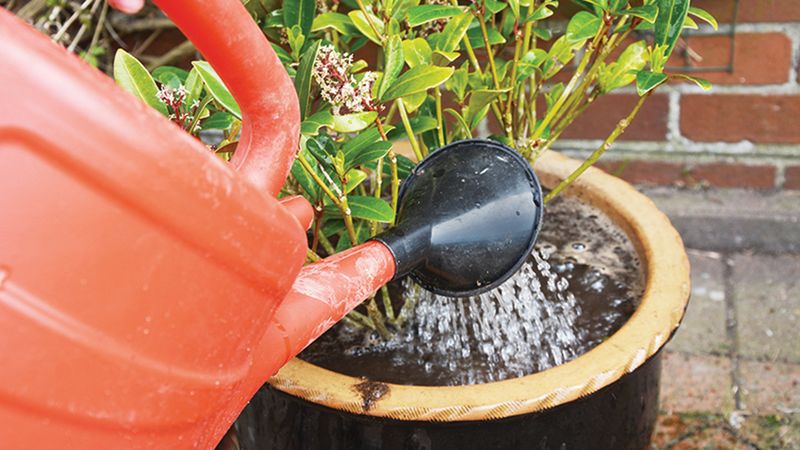 Give Containers A Different Watering Routine