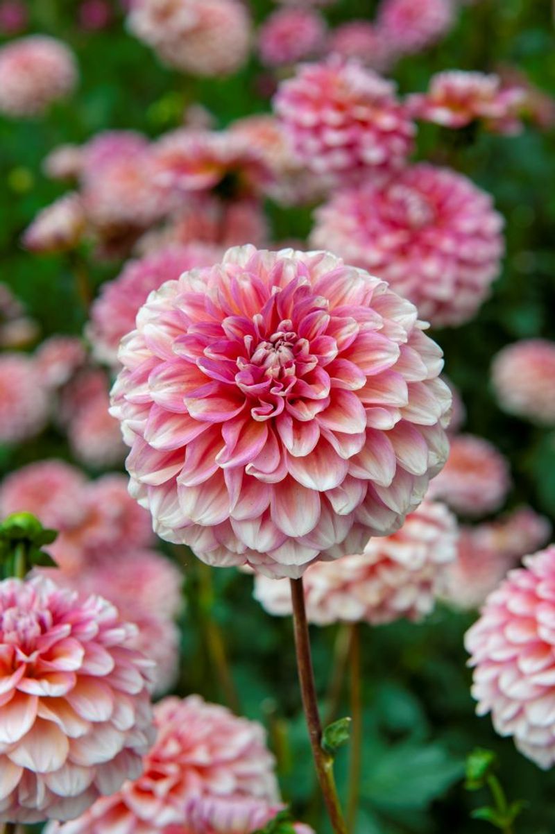 Give Dahlias Full Sun For Stronger Blooms Give Dahlias Full Sun For Stronger Blooms