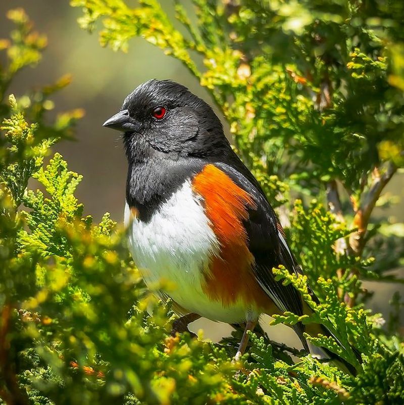 Give Eastern Towhees The Brushy Cover They Prefer