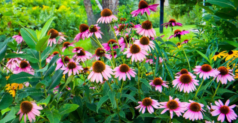 Give Georgia Coneflowers Some Attention In June And They Will Reward You All Summer Long