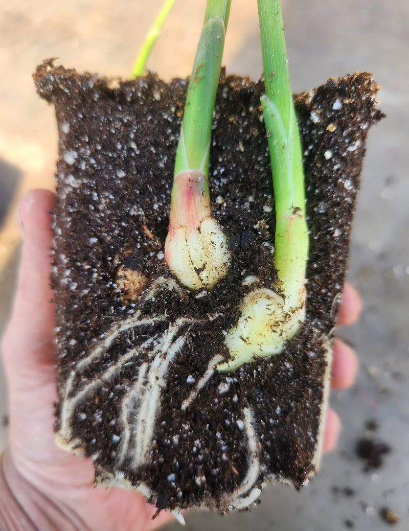 Give Ginger Rich Soil And Steady Moisture