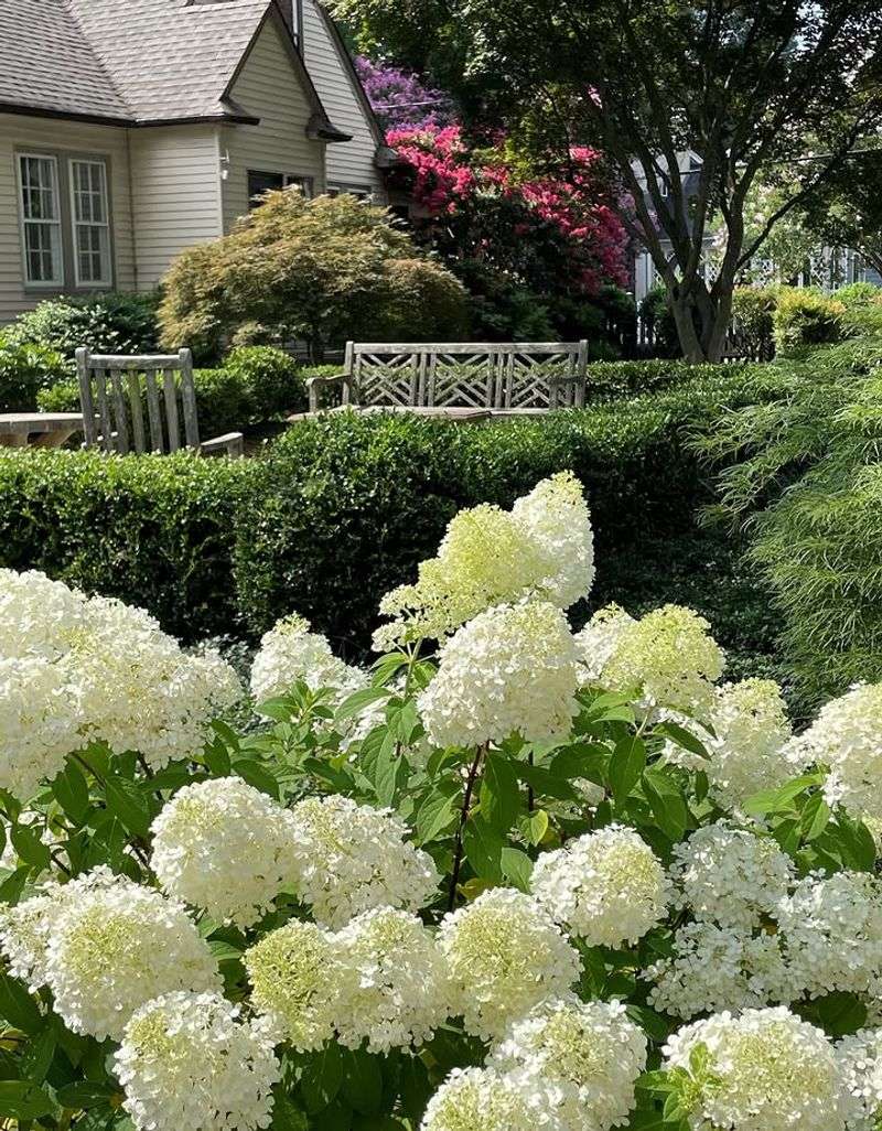 Give Hydrangeas The Right Amount Of Sun