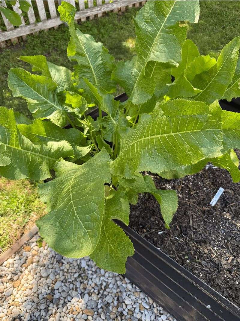 Give It Full Sun To Partial Shade