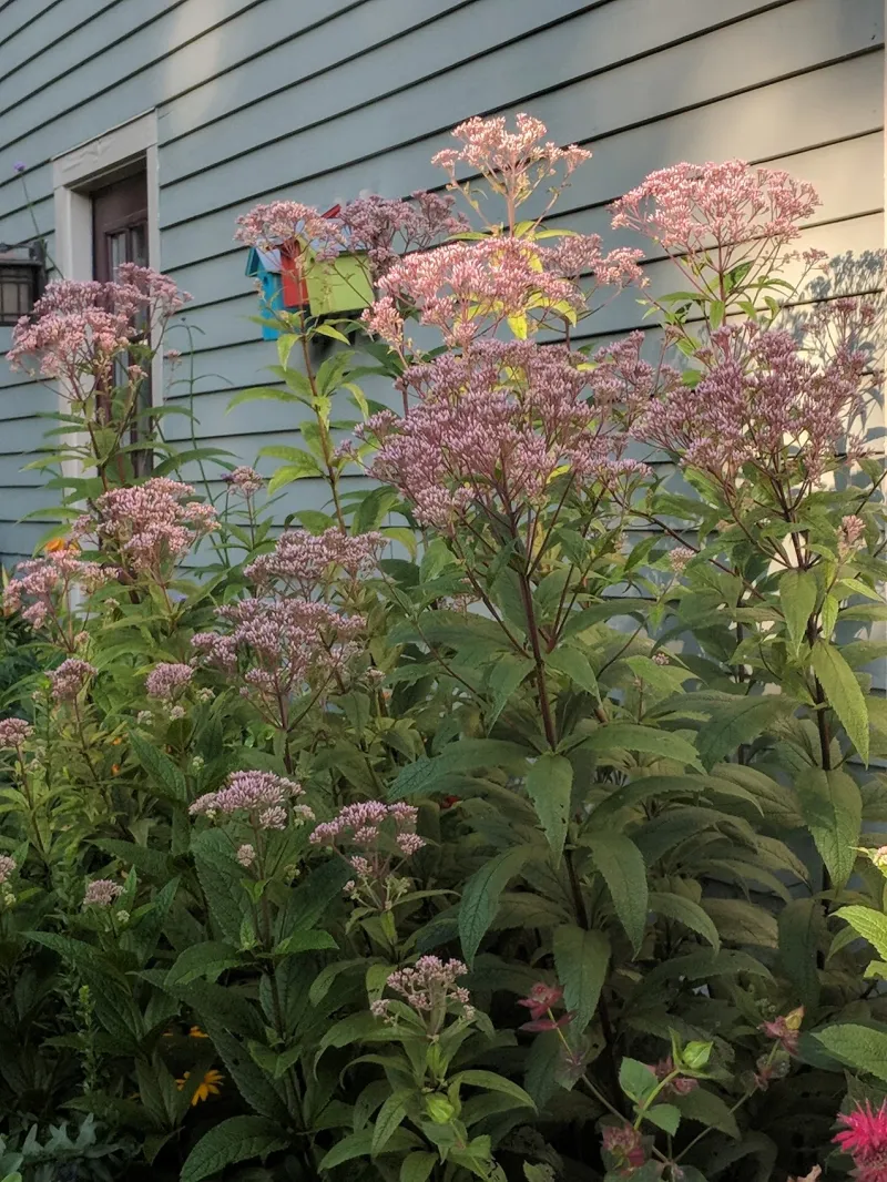 Give It Moist Soil Before Late-Summer Bloom