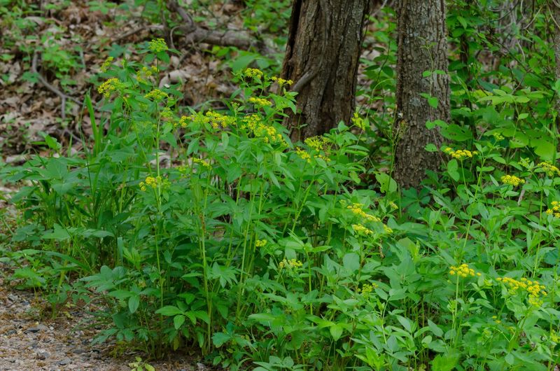 Give It Moist Well-Drained Soil To Settle In