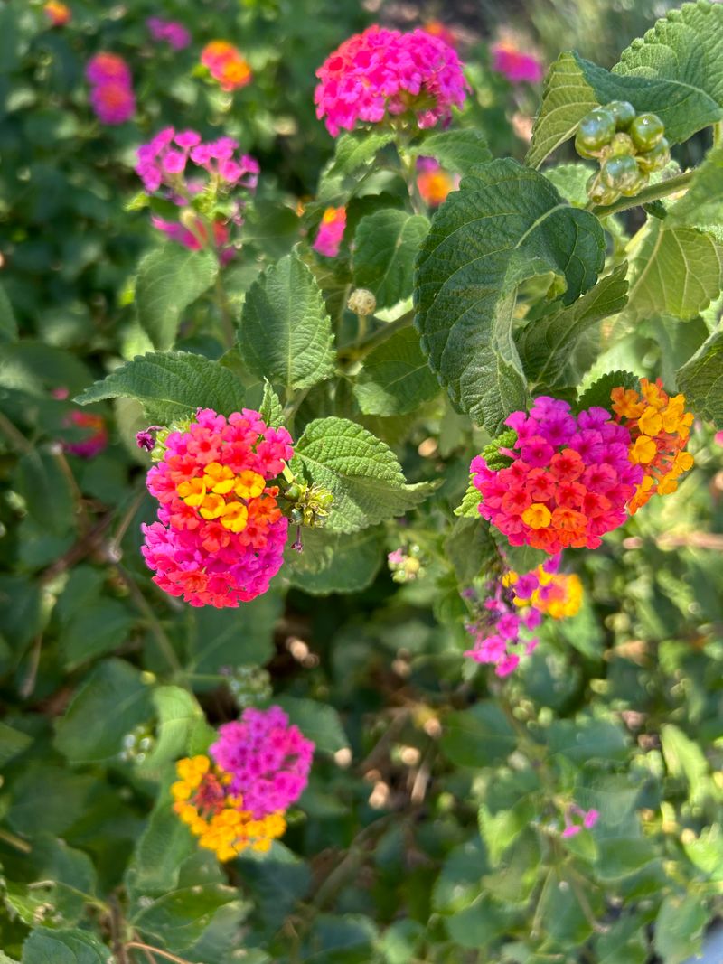 Give Lantana As Much Sun As Possible