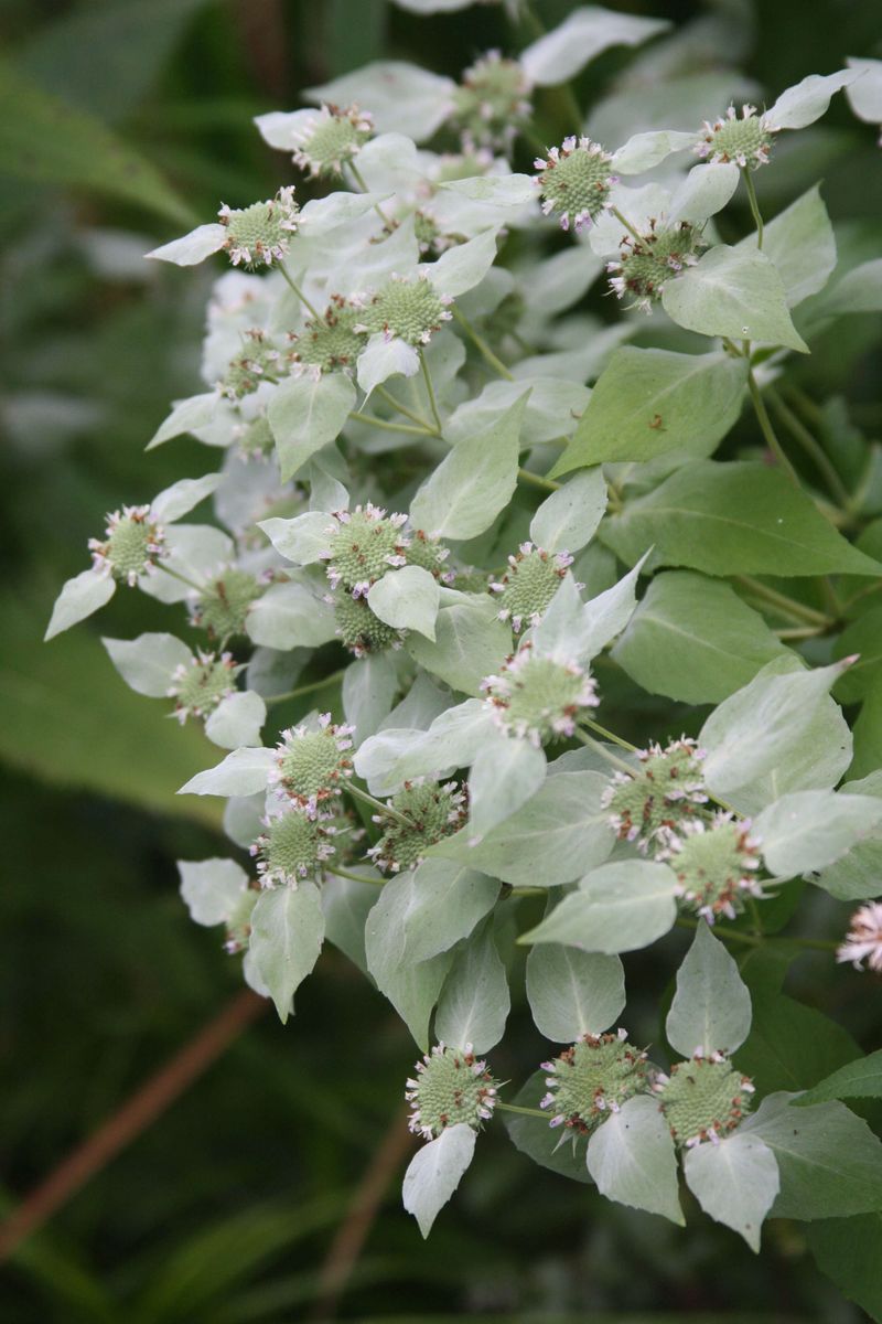 Give Mountain Mint Room To Spread Into A Patch