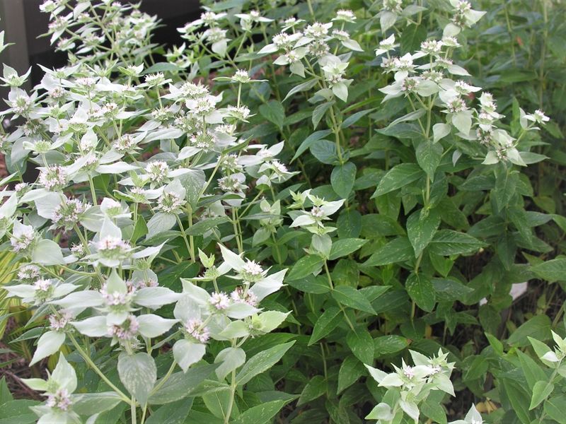 Give Mountain Mint Room To Spread