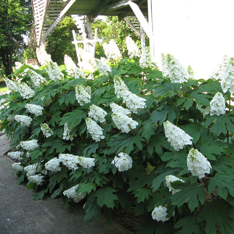 Give Oakleaf Hydrangeas Bright Shade For Better Blooms Give Oakleaf Hydrangeas Bright Shade For Better Blooms