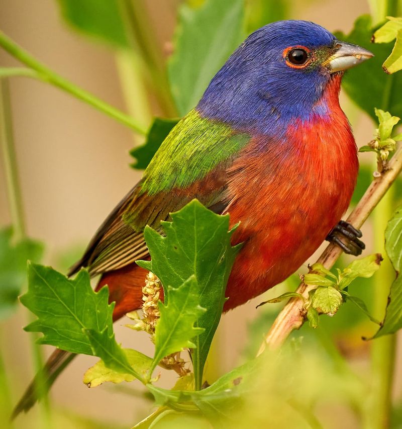 Give Painted Buntings Quiet Spaces Away From Disturbance